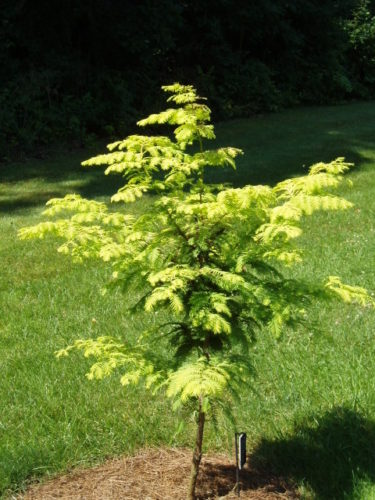 metasequoia glyptostroboides jack frost