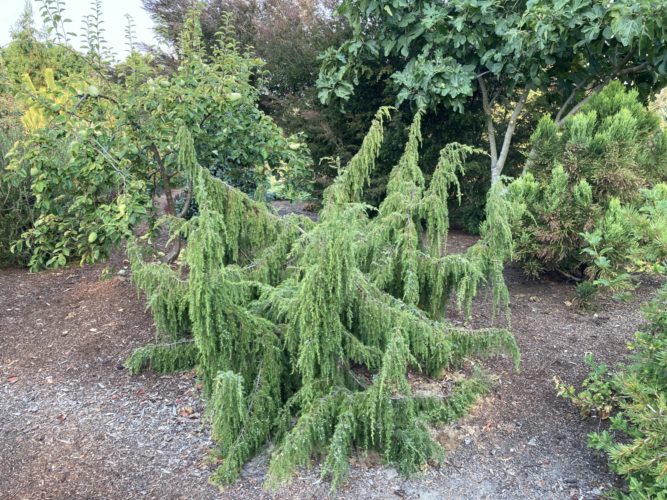 Juniperus communis 'Oblonga Pendula' / oblong-pendulous common juniper ...