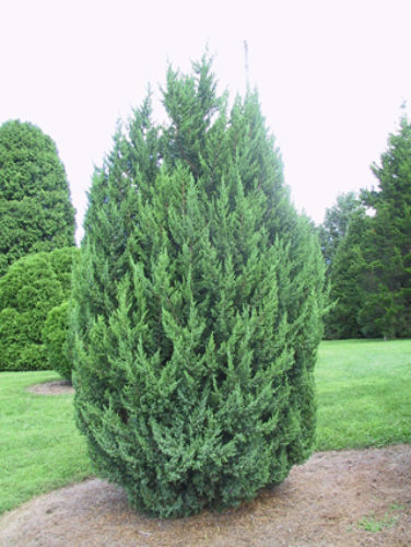 Juniperus chinensis 'Obelisk' / Obelisk Juniper | Conifer Trinomial ...