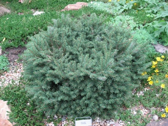 Picea abies 'Nidiformis' / Bird's Nest spruce | Conifer Trinomial ...