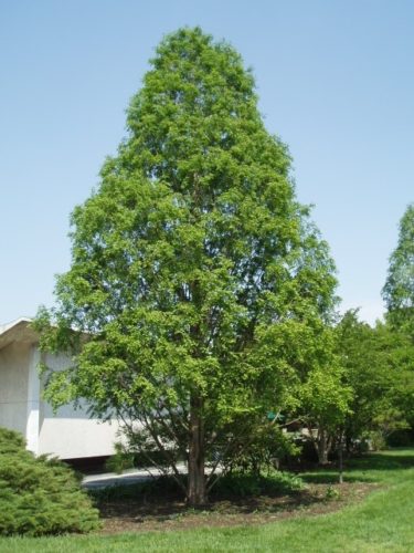 Metasequoia glyptostroboides 'National' / National dawn redwood ...