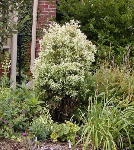 Cryptomeria japonica 'Nana Albospica' / White-tipped dwarf Japanese ...