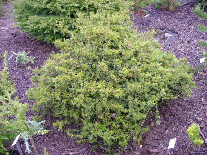 Cedrus libani 'Nana' / Dwarf Lebanon Cedar | Conifer Trinomial ...