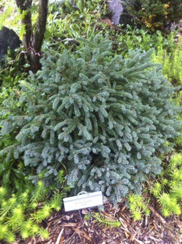 Picea abies 'Aurea Horstmann' Питомник Тайга