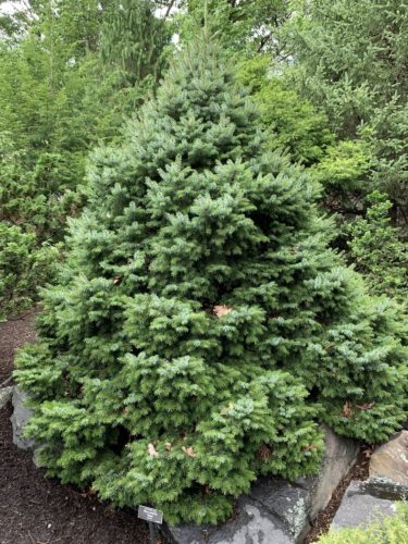 Picea omorika 'Nana' / dwarf Serbian spruce | Conifer Trinomial ...