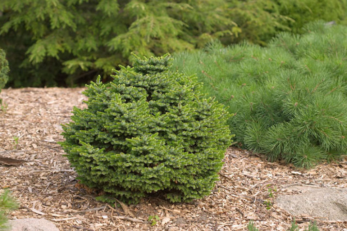 Picea omorika 'Nana' / dwarf Serbian spruce | Conifer Trinomial ...