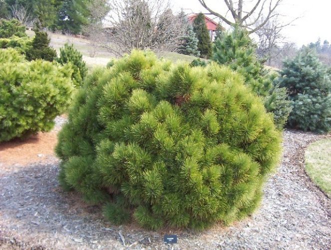 Pinus resinosa 'Morel' / American Red Pine | Conifer Trinomial ...