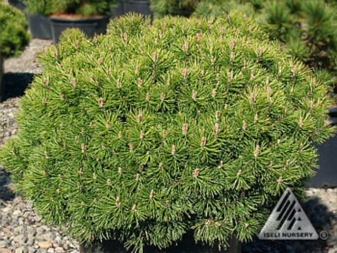 Pinus mugo 'Mops' / Mops mugo pine | Conifer Trinomial | American ...