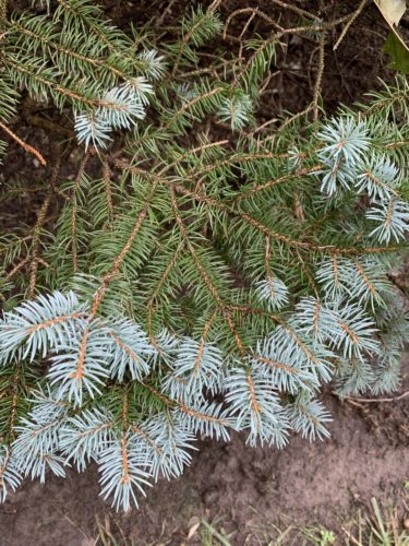 Picea Pungens 'montgomery'   Montgomery Colorado Blue Spruce 