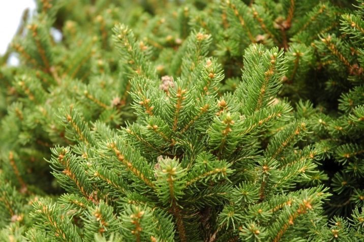 Picea abies 'Microsperma' / Small-seeded Norway spruce | Conifer ...