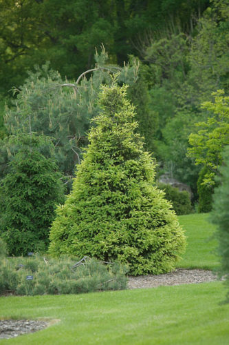 Picea glauca 'Mac Gold' / Mac Gold white spruce | Conifer Trinomial ...