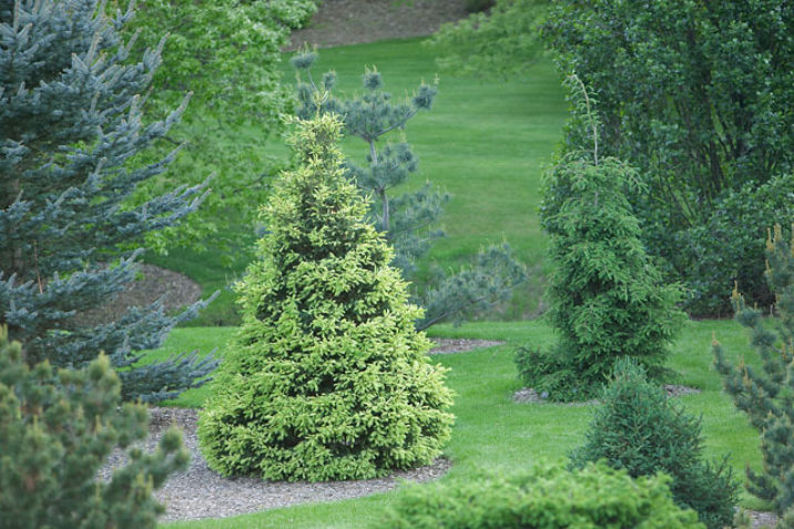 Picea glauca 'Mac Gold' / Mac Gold white spruce | Conifer Trinomial ...