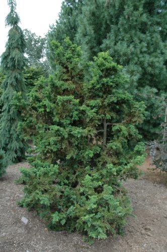 Chamaecyparis obtusa 'Lycopodioides' / clubmoss-leaf Hinoki cypress ...