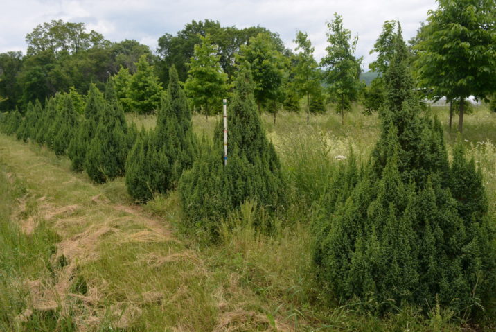 Juniperus pingii 'Loderi' / Loder's Ping's juniper | Conifer Trinomial ...