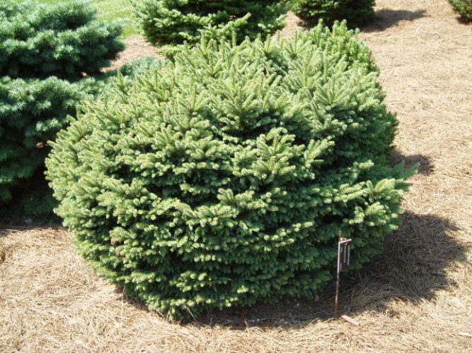 Picea glauca 'Linwood' / Linwood white spruce | Conifer Trinomial ...