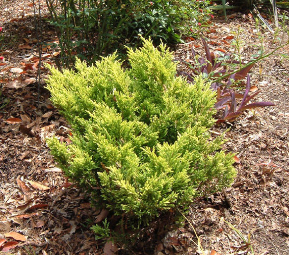 Juniperus horizontalis 'Limeglow' / Limeglow creeping juniper (TM ...