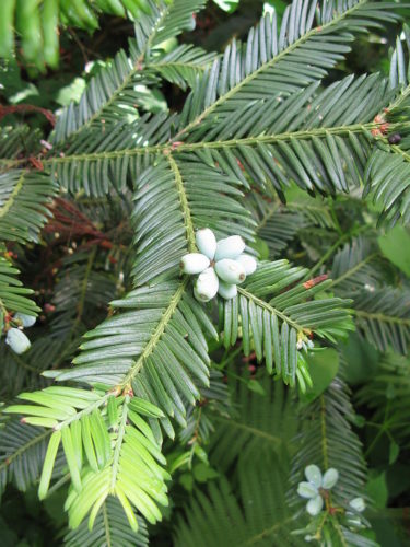 Cephalotaxus harringtonii / Japanese plum-yew | Conifer Species ...