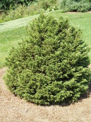 Tsuga canadensis 'Jacqueline Verkade' / Canadian Hemlock ...