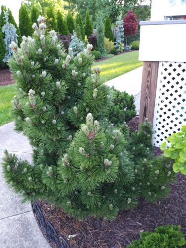 Pinus heldreichii 'Irish Bell' / Irish Bell Bosnian pine | Conifer ...