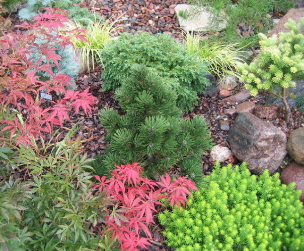 Pinus heldreichii 'Irish Bell' / Irish Bell Bosnian pine | Conifer ...