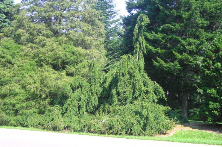 Picea abies 'Inversa' / Weeping Norway Spruce | Conifer Trinomial ...