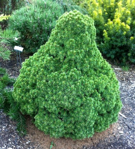 Picea glauca 'Humpty Dumpty' / Humpty Dumpty dwarf Alberta spruce ...