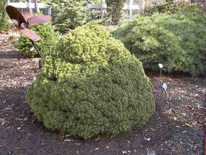 Picea glauca 'Humpty Dumpty' / Humpty Dumpty dwarf Alberta spruce ...