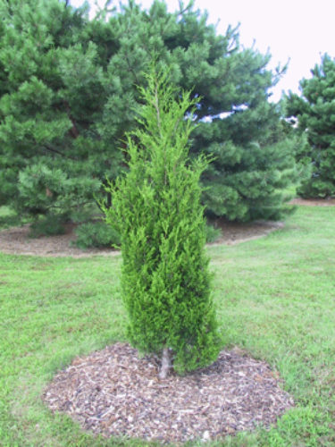 Juniperus virginiana 'Hillspire' / Hillspire eastern red-cedar ...