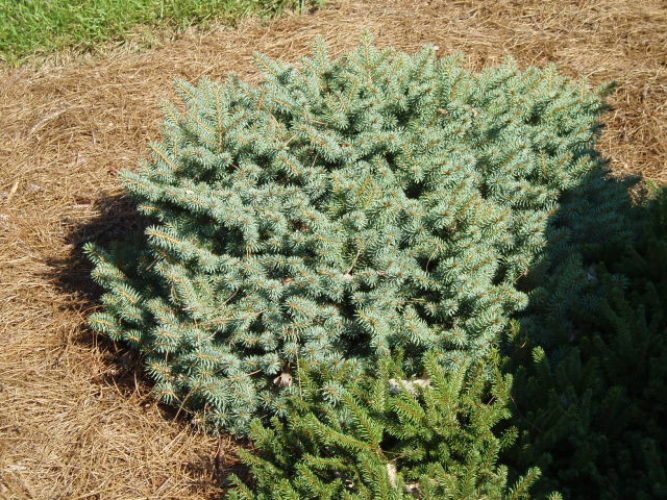 Picea pungens 'Hillside' / Colorado Spruce | Conifer Trinomial ...