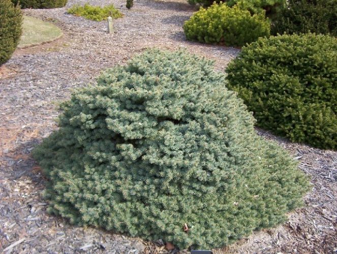 Picea Pungens 'hillside'   Colorado Spruce 