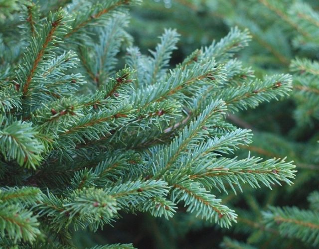 Picea abies 'Highlandia' / Highlandia Norway spruce | Conifer Trinomial ...