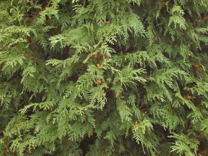 Thuja occidentalis 'Hetz Wintergreen' / Hetz Wintergreen arborvitae ...