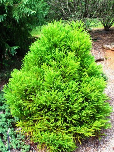 Cryptomeria japonica 'Gyokuryu' / Gyokuryu Japanese cedar | Conifer ...