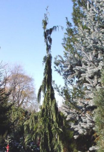 green arrow nootka cypress