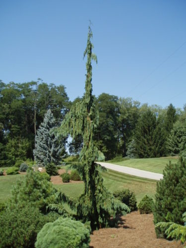 green arrow nootka cypress