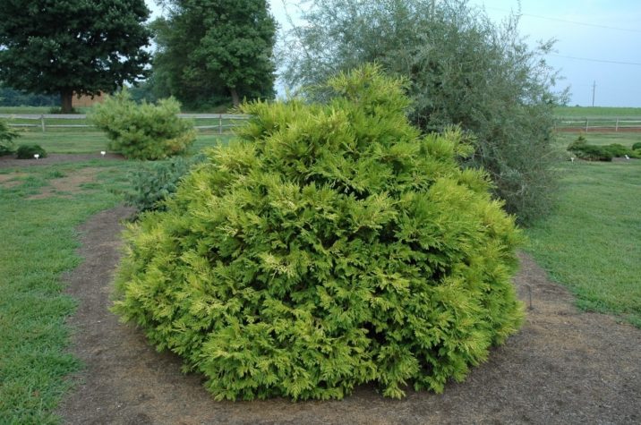 Chamaecyparis obtusa 'Goldilocks' / Goldilocks Hinoki cypress | Conifer ...