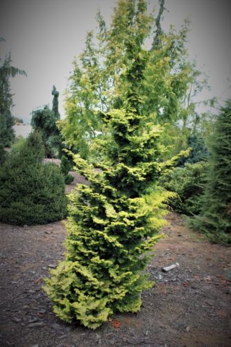 Chamaecyparis obtusa 'Golden Pillar' / Golden Pillar Hinoki cypress ...