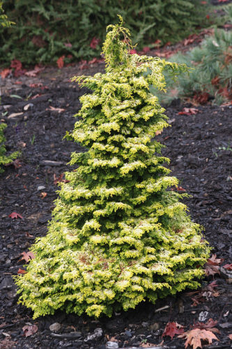 Chamaecyparis obtusa 'Golden Pillar' / Golden Pillar Hinoki cypress ...