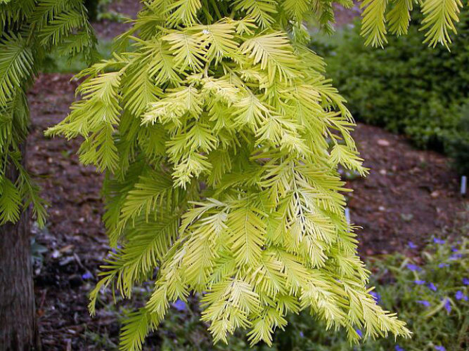 Metasequoia ogon