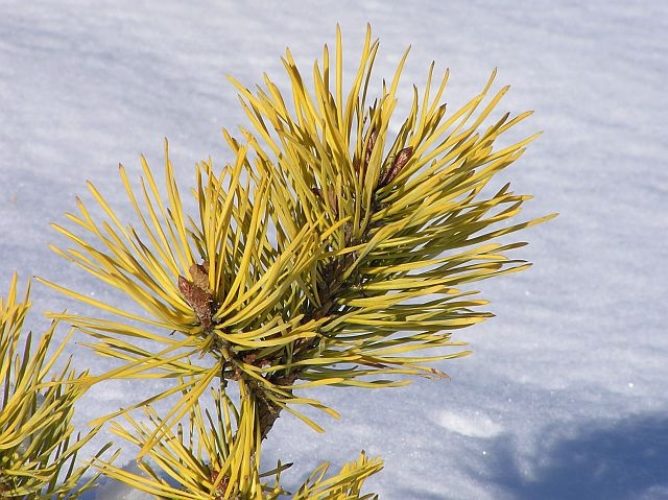 Pinus sylvestris 'Gold Coin' / Gold Coin Scots pine | Conifer Trinomial ...
