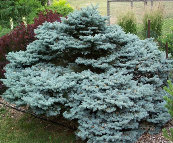 lomme mekanisme telt Picea pungens 'Globosa' / globose Colorado spruce | Conifer Trinomial |  American Conifer Society