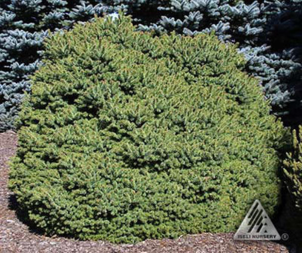 Picea pungens 'Globe' | Conifer Trinomial | American Conifer Society