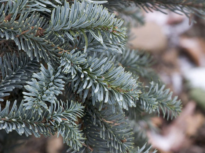 Abies procera glauca описание и фото размеры