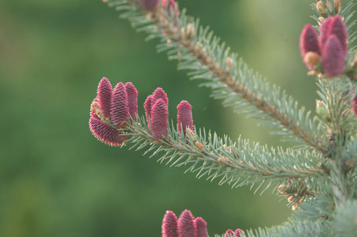 udtrykkeligt Rettelse underholdning Picea pungens 'Glauca Procumbens' / Colorado Spruce | Conifer Trinomial |  American Conifer Society
