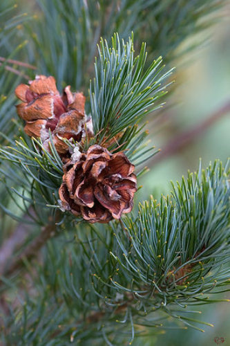 Pinus parviflora 'Gimborn's Ideal' / Gimborn's Ideal Japanese white ...