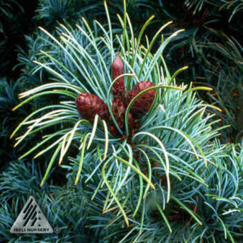 Pinus parviflora Fuku-a-mi-zwergige ragazza Pino Fuku-a-mi 