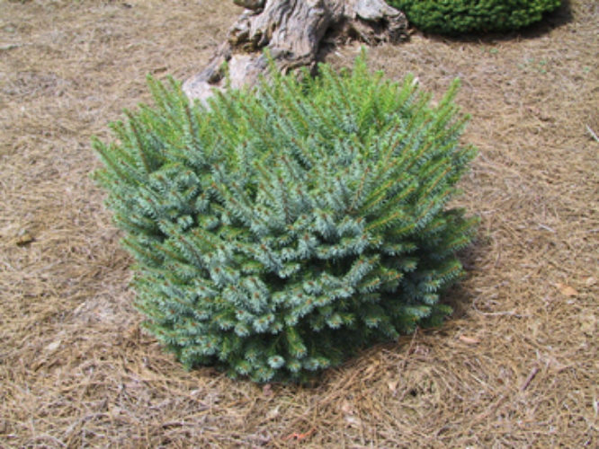 Picea omorika 'Frohnleiten' | Conifer Trinomial | American Conifer Society