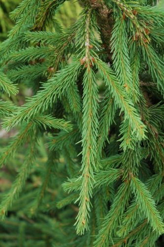 Picea Abies Frohburg Frohburg Norway Spruce Conifer Trinomial American Conifer Society