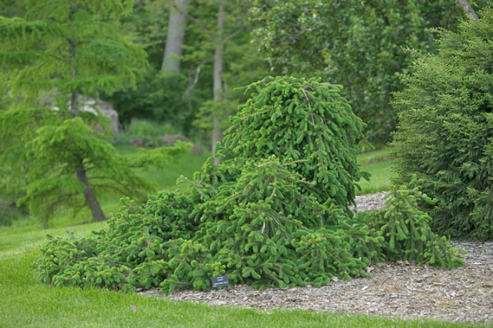 Picea abies 'Frohburg' / Frohburg Norway spruce | Conifer Trinomial ...