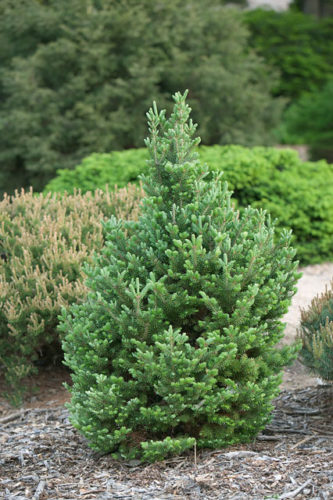 Abies fraseri 'Franklin' / Franklin Fraser's fir | Conifer Trinomial ...